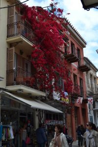 SFATURI DE LA FLORARIA TRIAS: BOUGAINVILLEA DA UN AER DE VACANTA GRADINII TALE