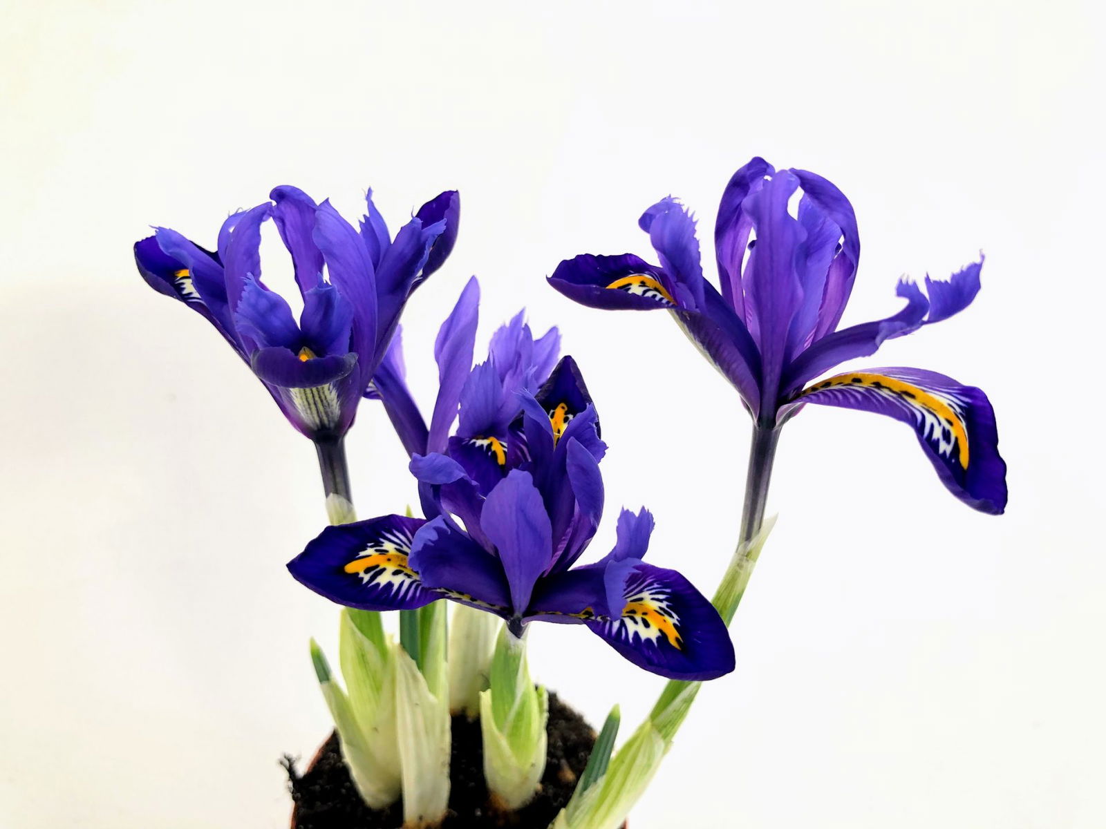 iris pitic - 4 flori de primavara