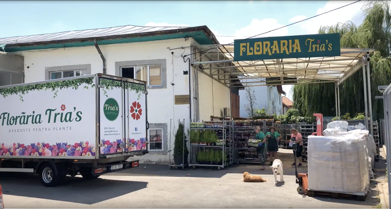 descopera minunata lume a florilor