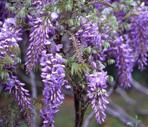 glicina-wisteria