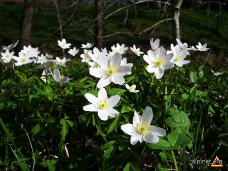 helleborus