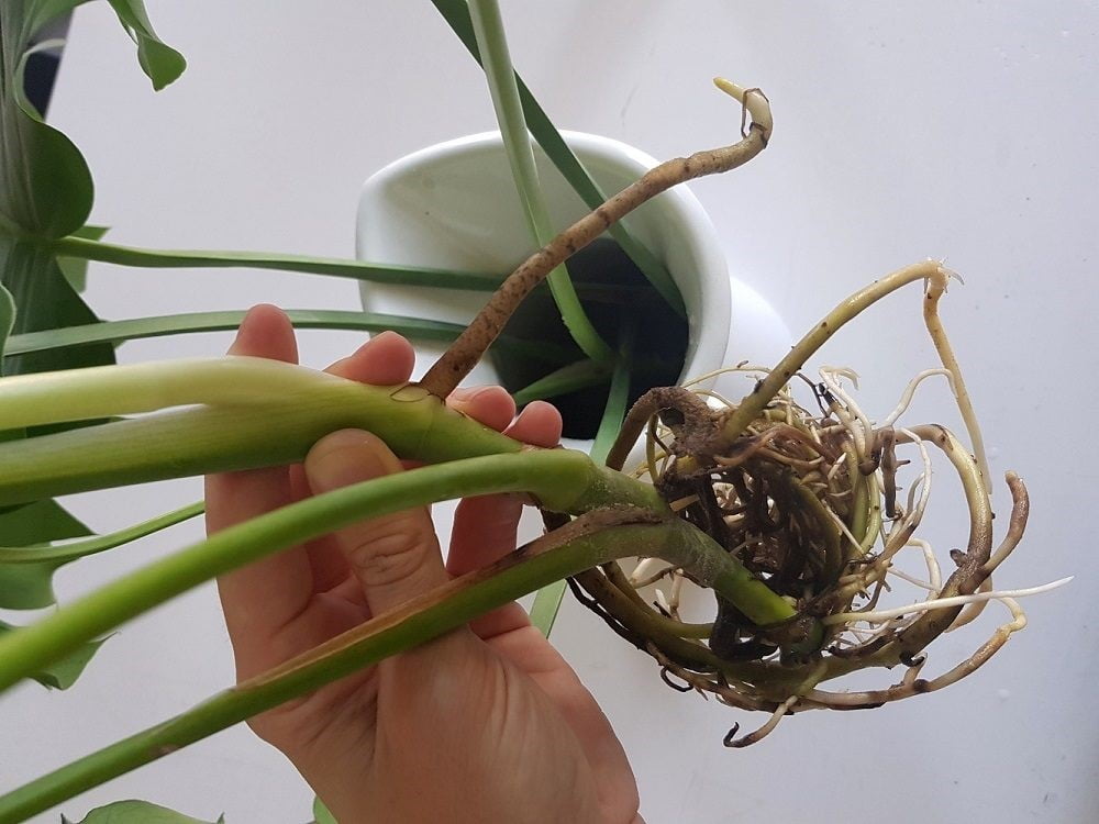 CUM INGRIJIM MONSTERA DELICIOSA? SFATURI DE LA FLORARIA TRIAS