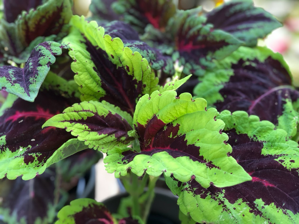 frunze de coleus