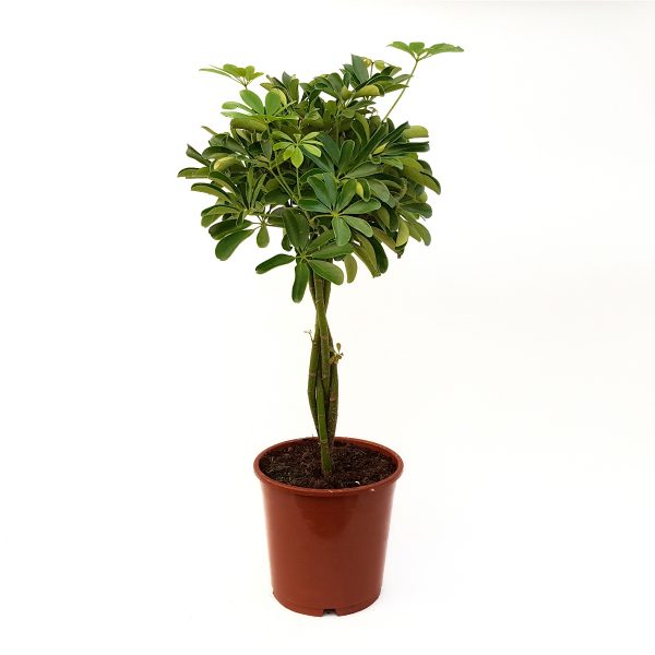 Schefflera