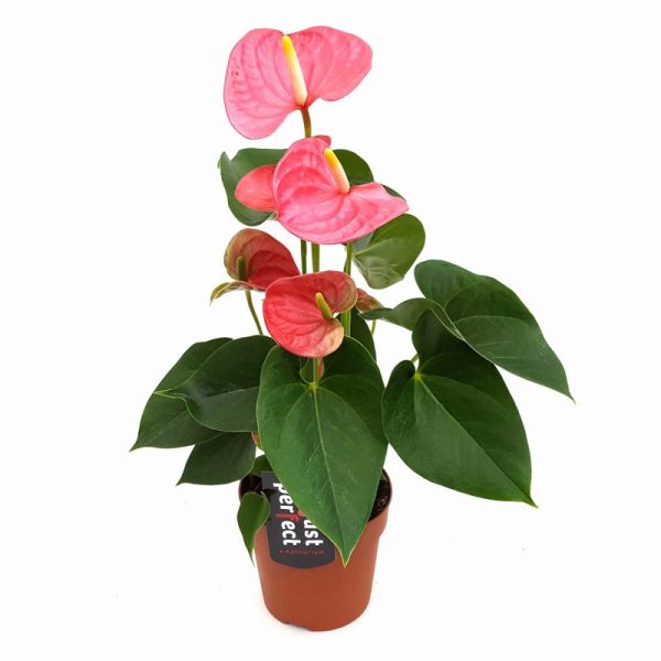 Anthurium