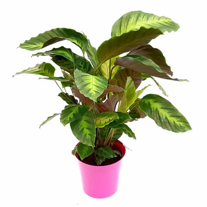 Calathea