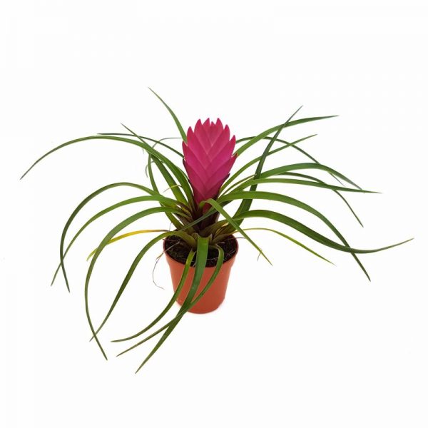 Tillandsia mini