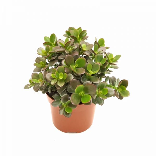 Crassula extra