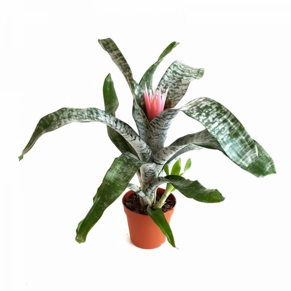 Aechmea fasciata