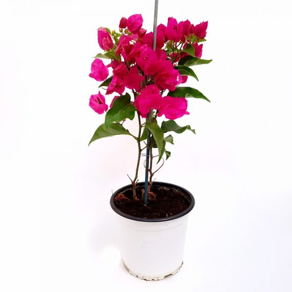 Bougainvillea-Floarea de hartie