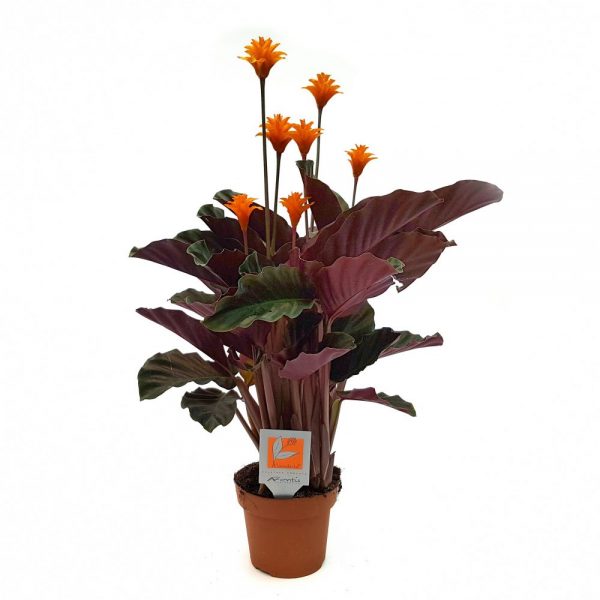 Calathea Crocata