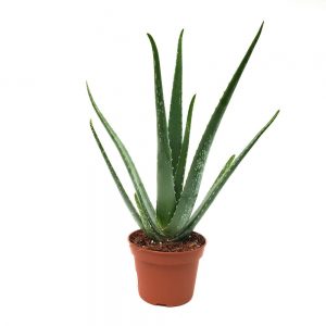 Aloe vera maxi