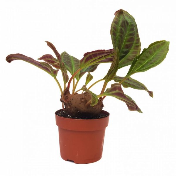 Aglaonema mica