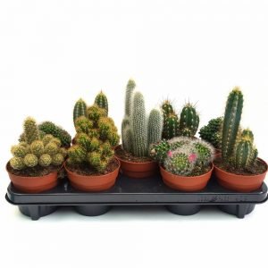 Cactus diverse varietati