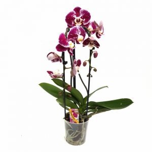 Orhidee - Phalaenopsis Arcada Elegant