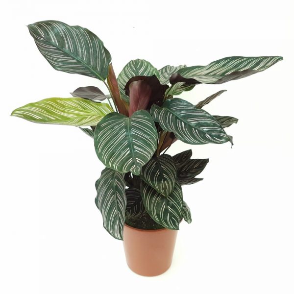 Calathea Sanderiana