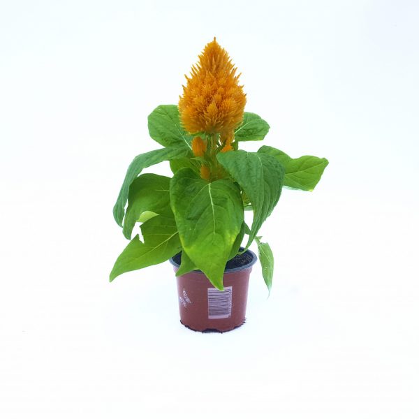 Celosia Plumosa - imagine 2