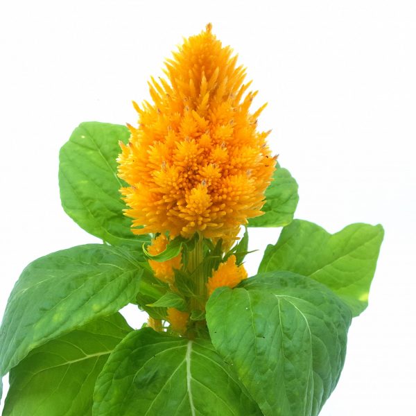 Celosia Plumosa - imagine 3