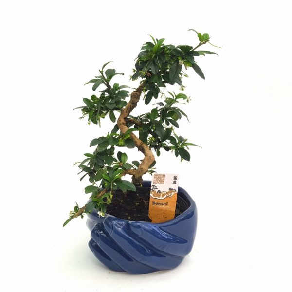 Bonsai cu ghiveci ceramica