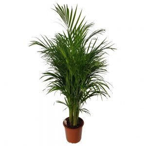 Chrysalidocarpus – Areca Premium