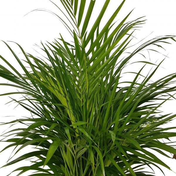 Chrysalidocarpus – Areca Premium