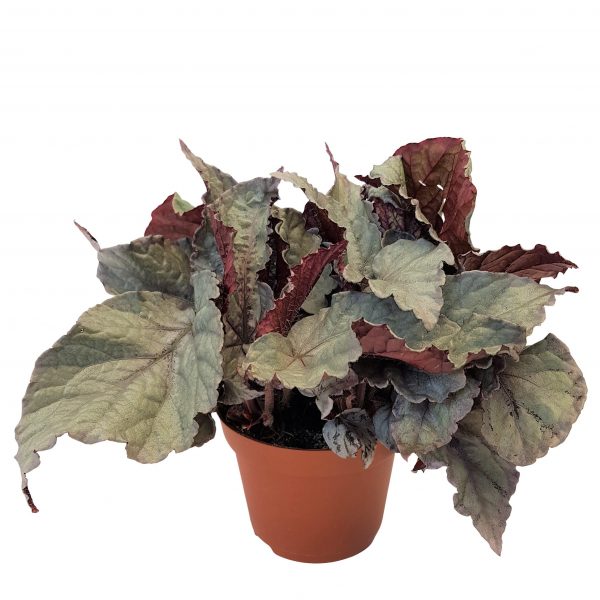 Begonia rex