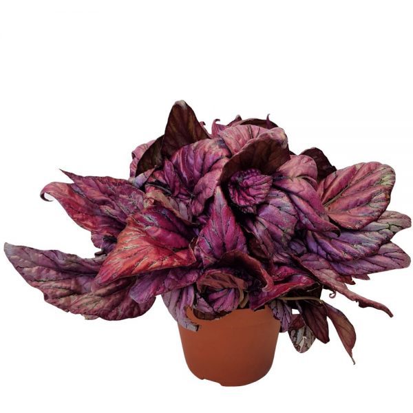 Begonia rex