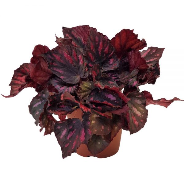 Begonia rex