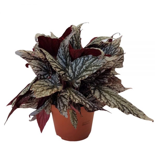 Begonia rex