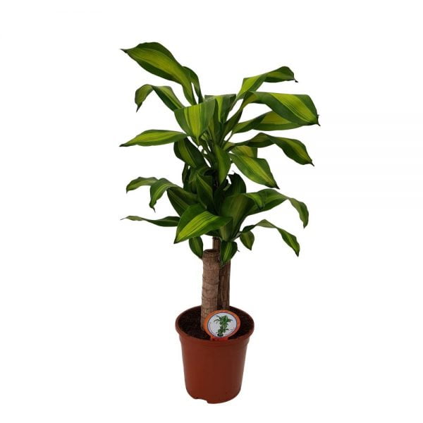 Dracaena Massangeana extra 2 tulpini