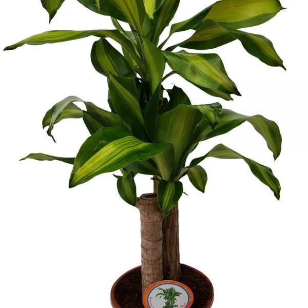 Dracaena Massangeana extra 2 tulpini