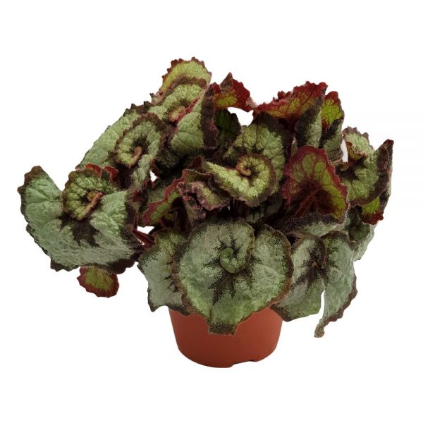 Begonia rex