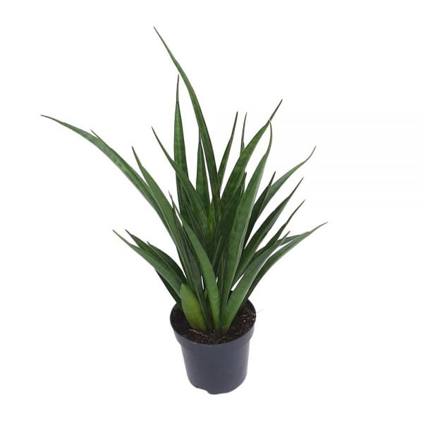 Sansevieria Green