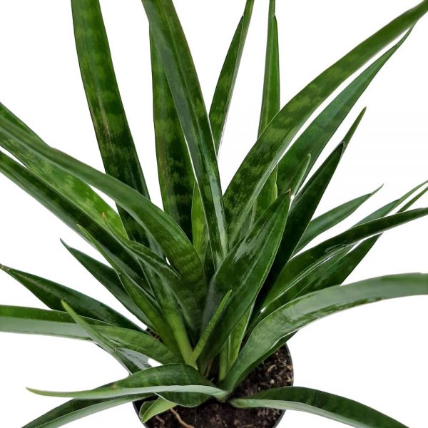 Sansevieria Green