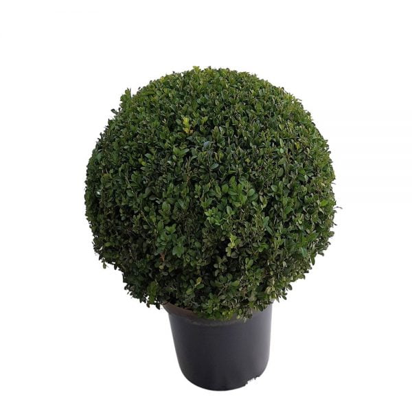 Buxus Rotund