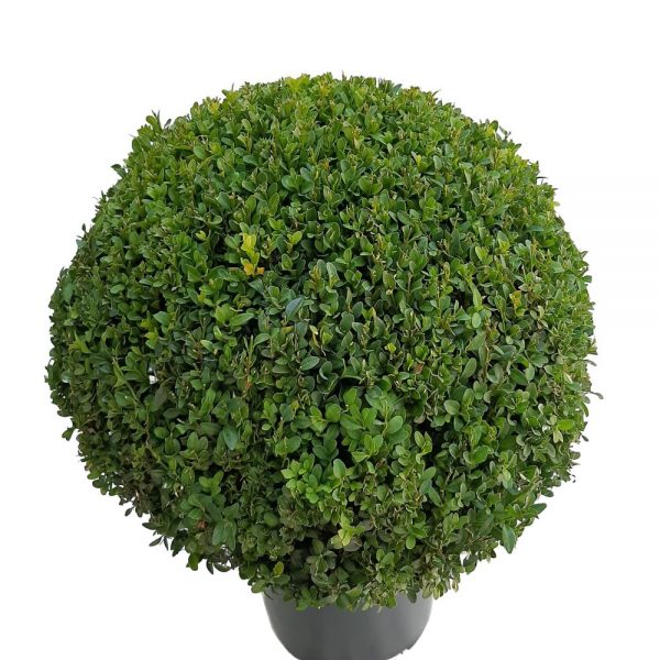 Buxus Rotund