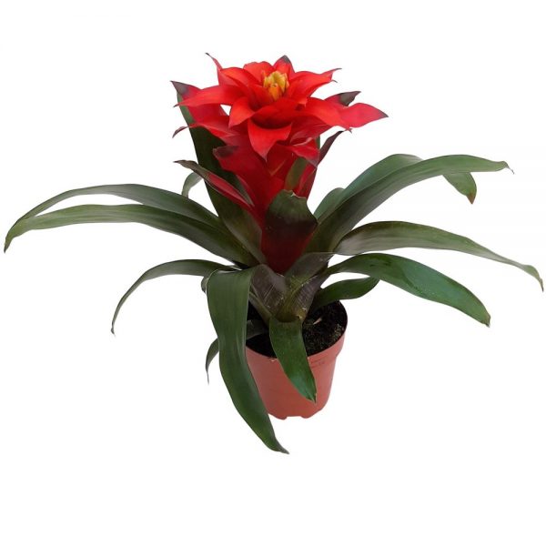 Guzmania optima cu floare mare