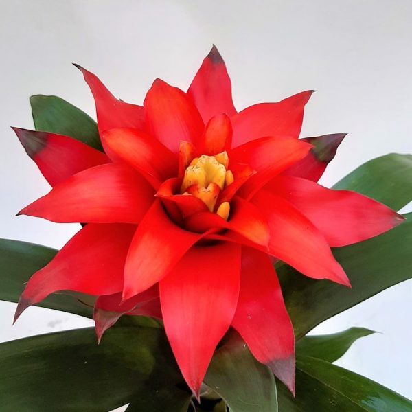 Guzmania optima cu floare mare