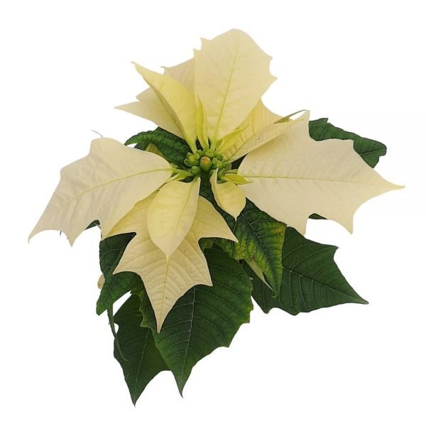 Euphorbia - Craciunita Steaua de Crăciun mini
