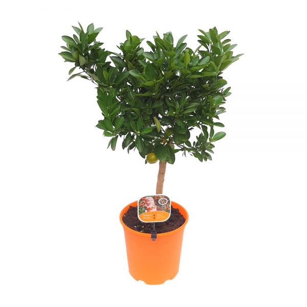 Calamondin Premium