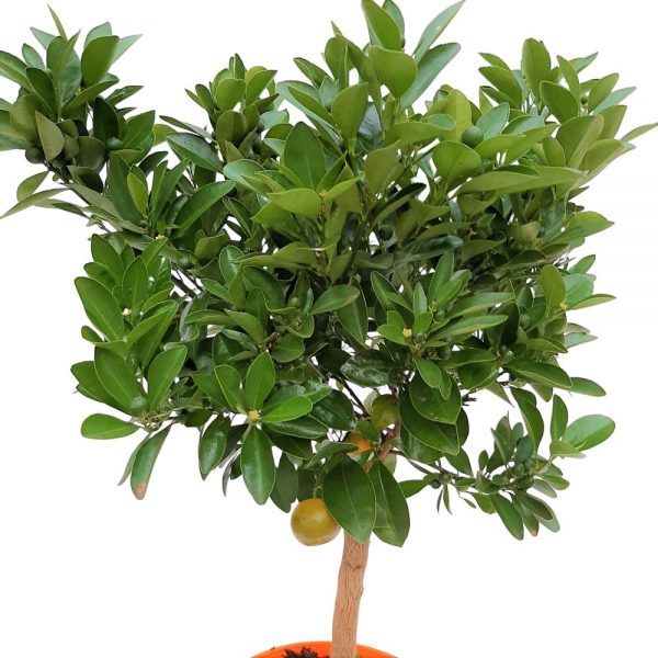 Calamondin Premium