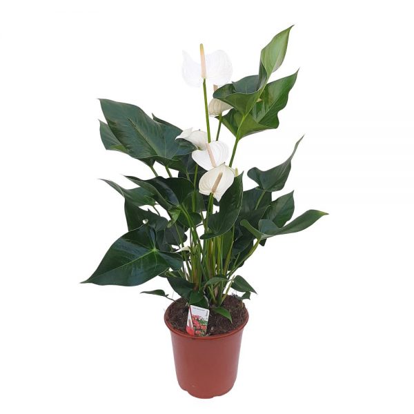 Anthurium XXL