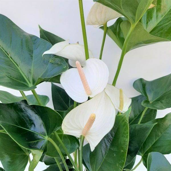 Anthurium XXL