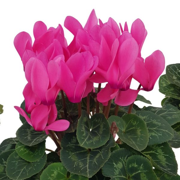 Cyclamen mare