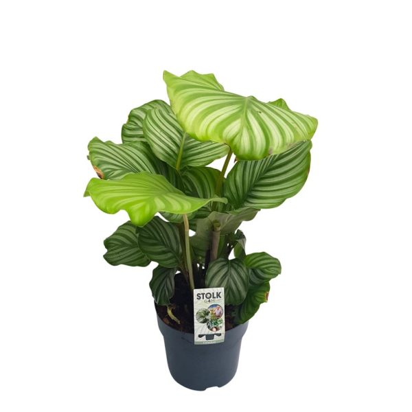 Calathea mixt