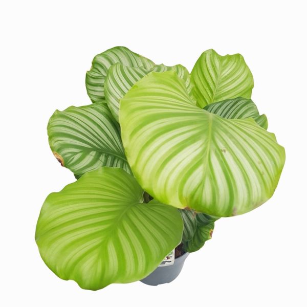 Calathea mixt