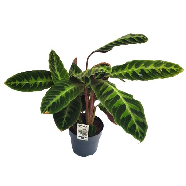 Calathea mixt