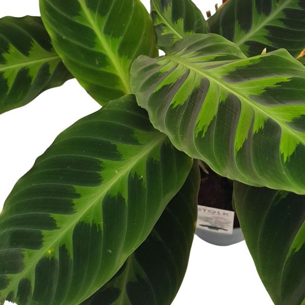 Calathea mixt