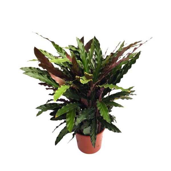 Calathea mixt