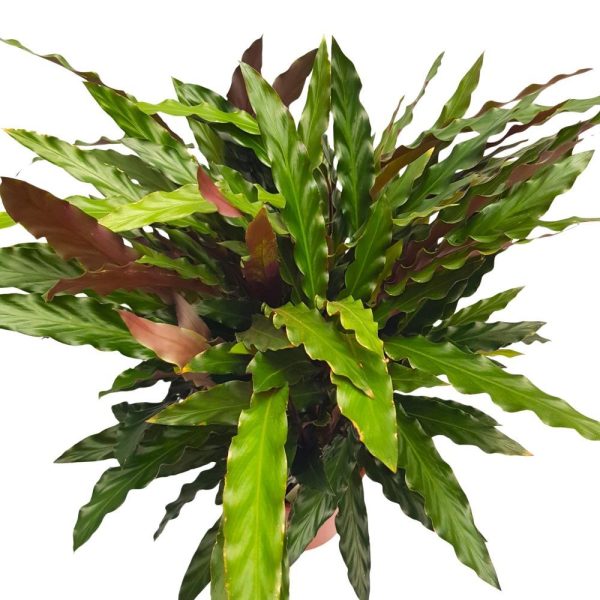 Calathea mixt